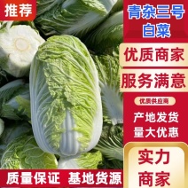 河南精品青杂三号白菜产地直发保质保质量大从优