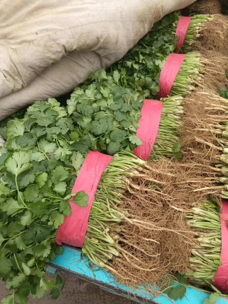 河南大叶香菜，稳定供货基地直供代发全国价格实惠