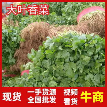 河南大叶香菜，稳定供货基地直供代发全国价格实惠