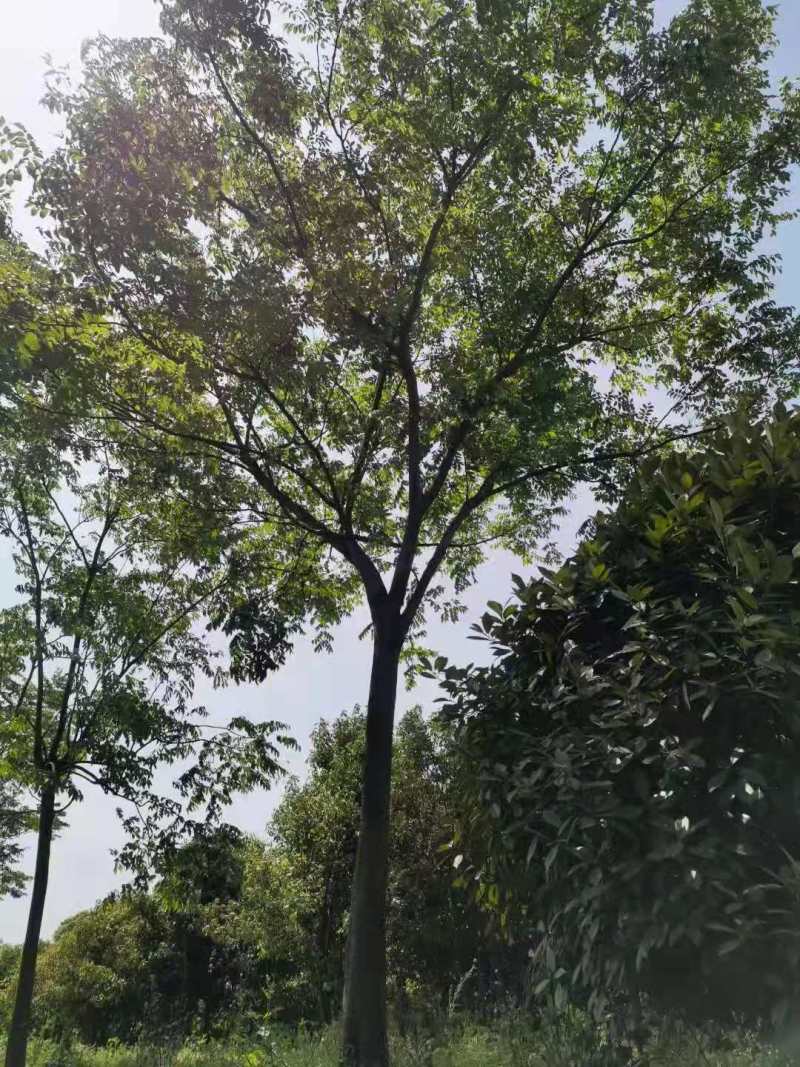 栾树基地齐全20公分22公分25公分