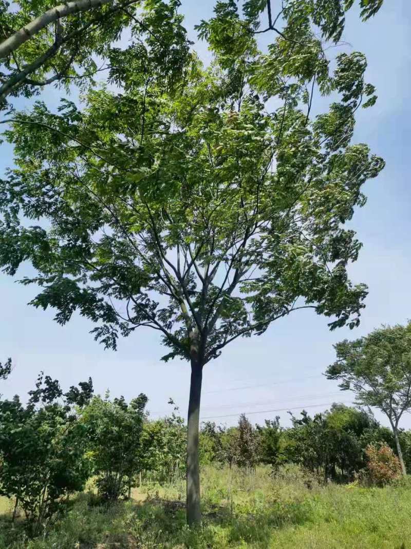 栾树基地齐全20公分22公分25公分