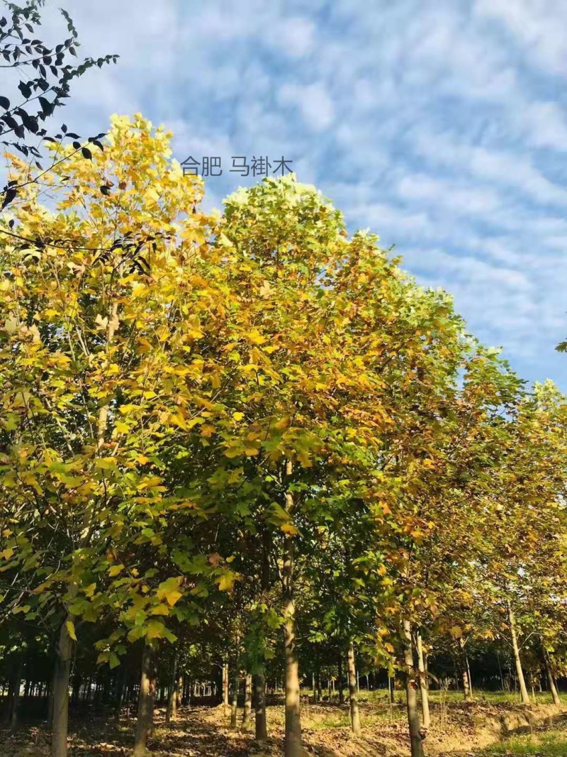杂交马褂木基地16公分18公分20公分