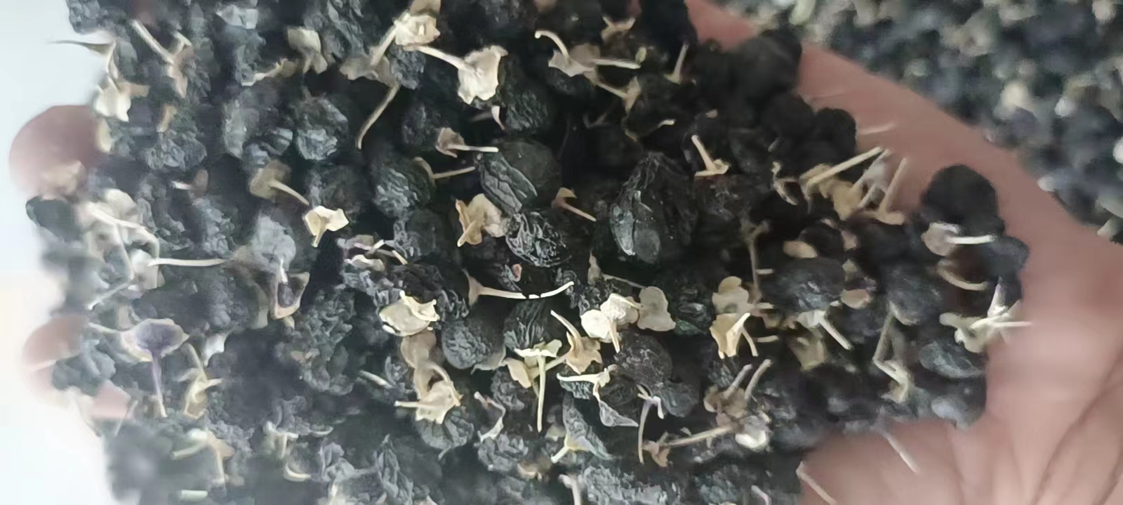 黑枸杞果实特写：紫黑色浆果表面覆有天然蜡质白霜，果肉呈深紫红色，显微结构显示密集花青素囊泡