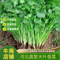 河北香菜昌黎县香菜大量供应新鲜采摘产地批发精选