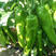 牛角椒种子超越改良901早熟果大粗长牛角椒种子果型顺直