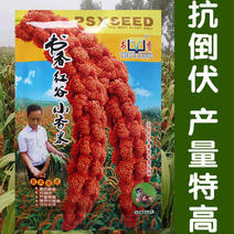 书香红谷小香米种子鸟不掉黏香谷子种子抗鸟害糯小米种子高产