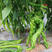 螺丝椒王种子早熟辣味浓挂果多耐高温螺旋皮皱褶基地