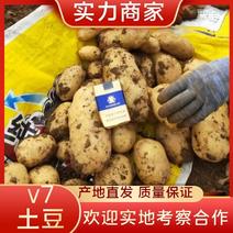 河南开封精品土豆v7土豆产地直发货量充足量大从优