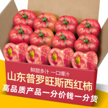 海阳10年供应链日发万单普罗旺斯西红柿