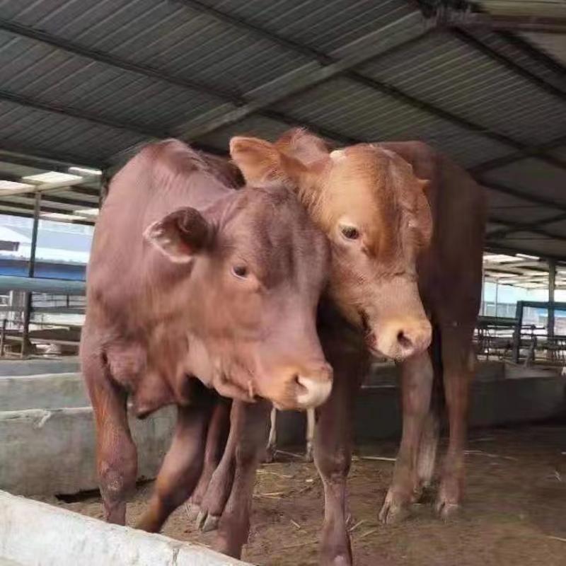 正宗鲁西黄牛改良黄牛养殖场直供放心饲养任意挑选包活到家