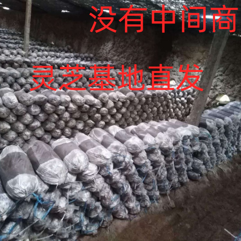 山东冠县优质灵芝菌包菌棒食用菌棒基地常年供应