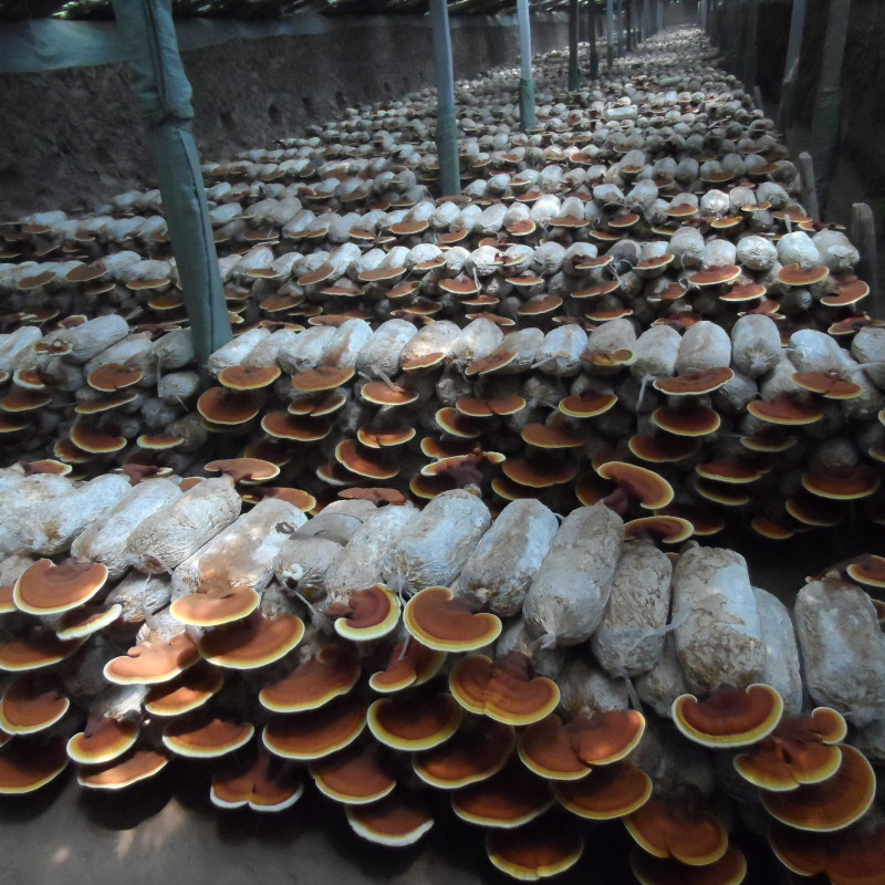 山东冠县优质灵芝菌包菌棒食用菌棒基地常年供应
