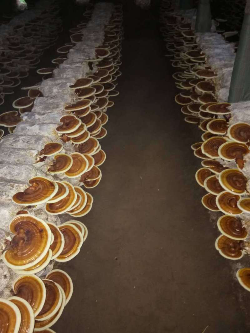 山东冠县优质灵芝菌包菌棒食用菌棒基地常年供应