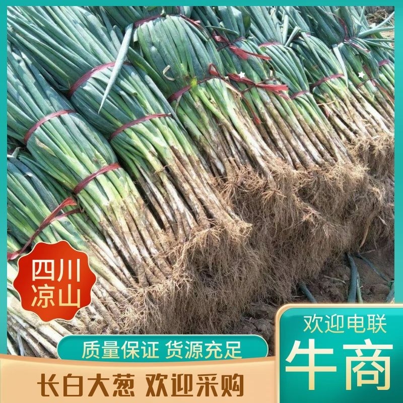 凉山州早熟优质铁杆大葱长白大葱，质优价廉欢迎咨询下单。