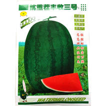 抗重茬丰收三号西瓜种子免整枝大果形高产红瓢含糖量高