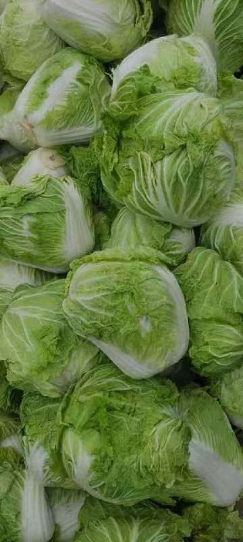 精品白菜新乡小包东京868白菜产地直发欢迎咨询