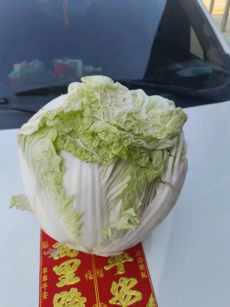 精品白菜新乡小包东京868白菜产地直发欢迎咨询