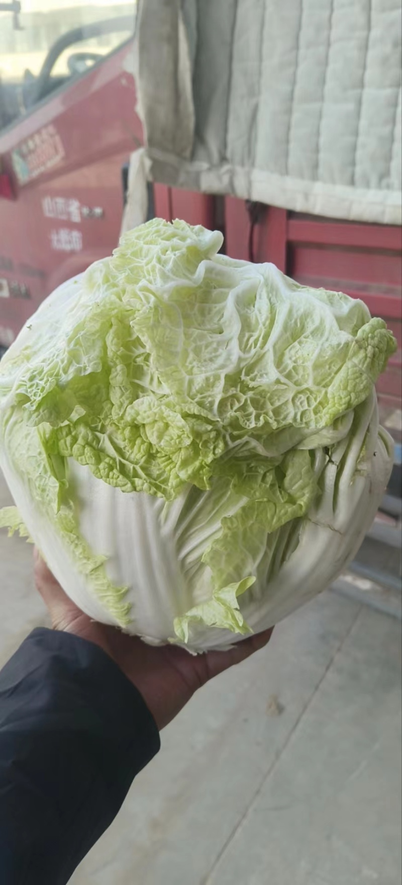 精品白菜新乡小包东京868白菜产地直发欢迎咨询
