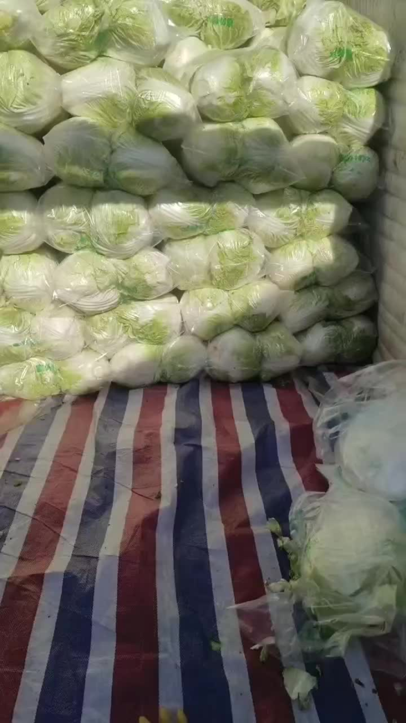 精品白菜新乡小包东京868白菜产地直发欢迎咨询