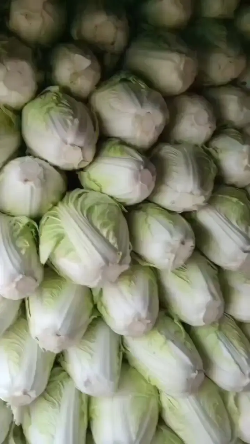 精品白菜新乡小包东京868白菜产地直发欢迎咨询