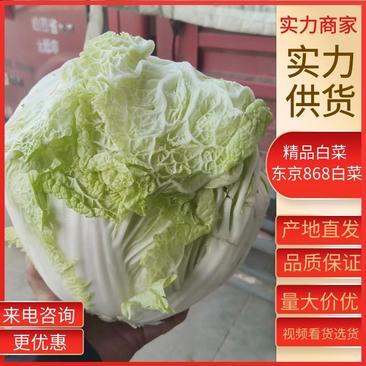 精品白菜新乡小包东京868白菜产地直发欢迎咨询
