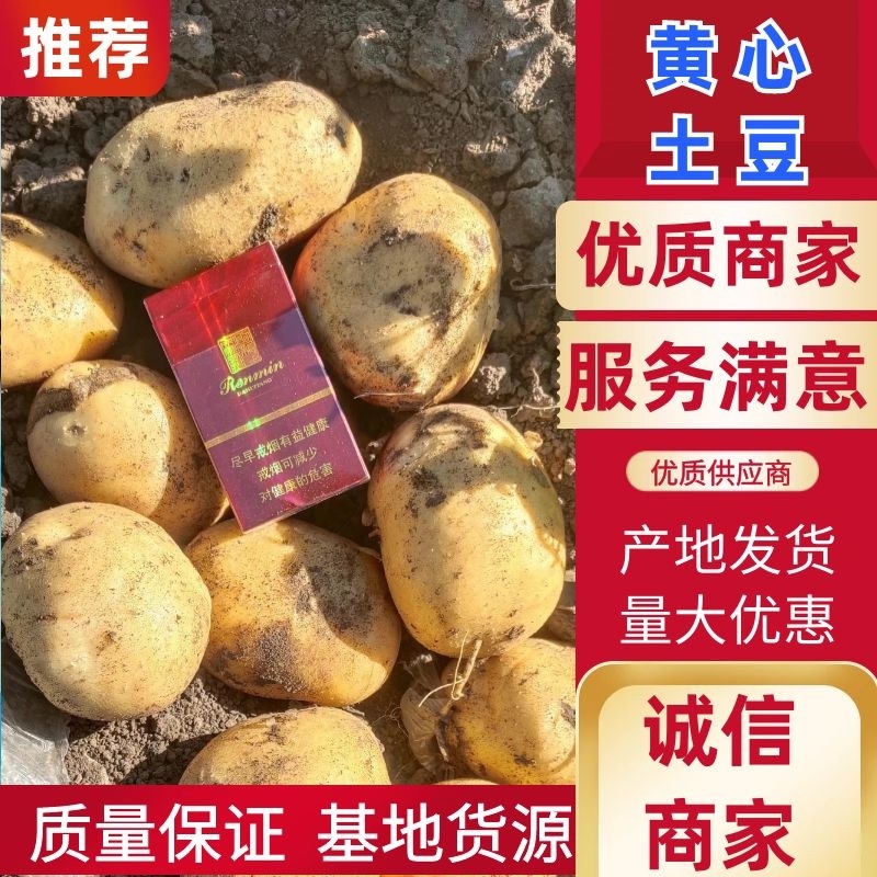 内蒙土豆希森六.V7.黄金薯..个头大皮毛好欢迎选购
