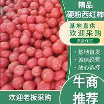 大量硬粉西红柿上市多种规格可选超市货电商货市场批发