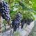 夏黑葡萄河南豫东夏黑葡萄，五月份大量有货欢迎联系。