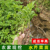 水芹菜种苗新鲜现挖水芹菜苗种子水培旱地蔬菜种植多年生