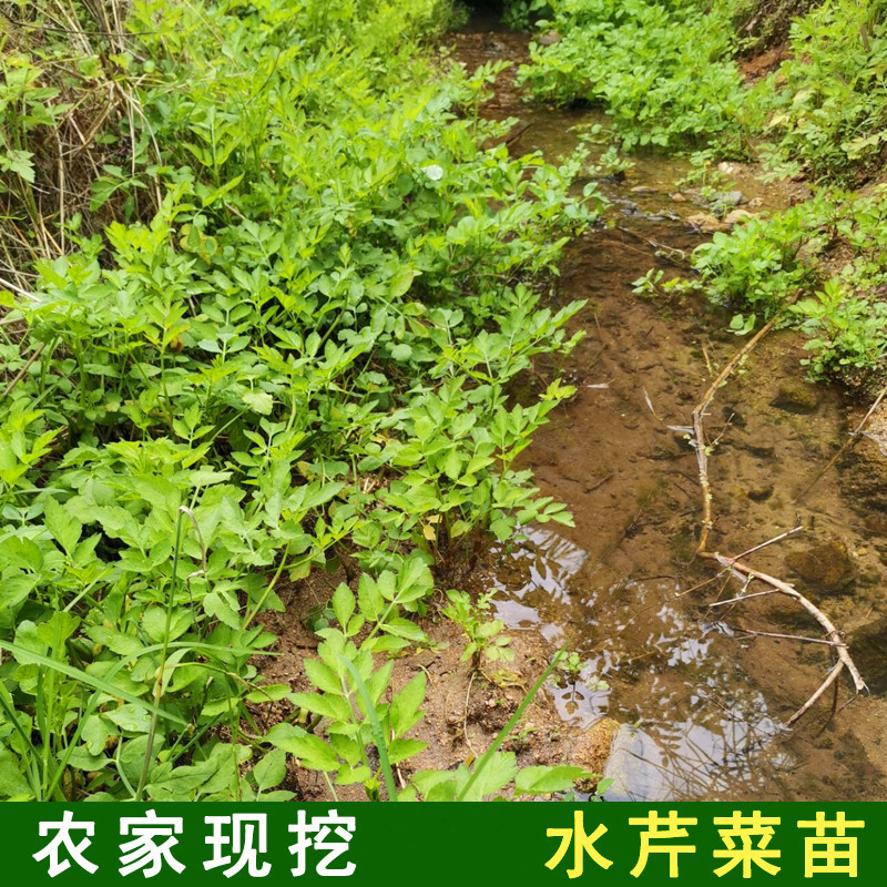水芹菜种苗新鲜现挖水芹菜苗种子水培旱地蔬菜种植多年生