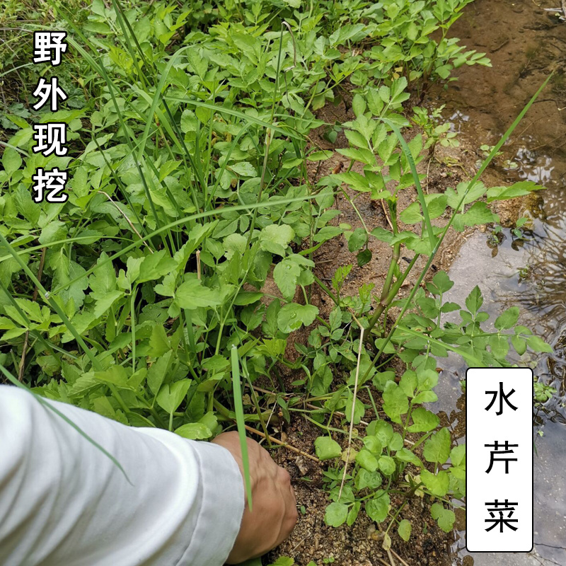 水芹菜种苗新鲜现挖水芹菜苗种子水培旱地蔬菜种植多年生