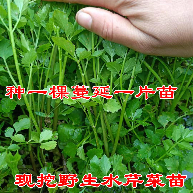 水芹菜种苗新鲜现挖水芹菜苗种子水培旱地蔬菜种植多年生
