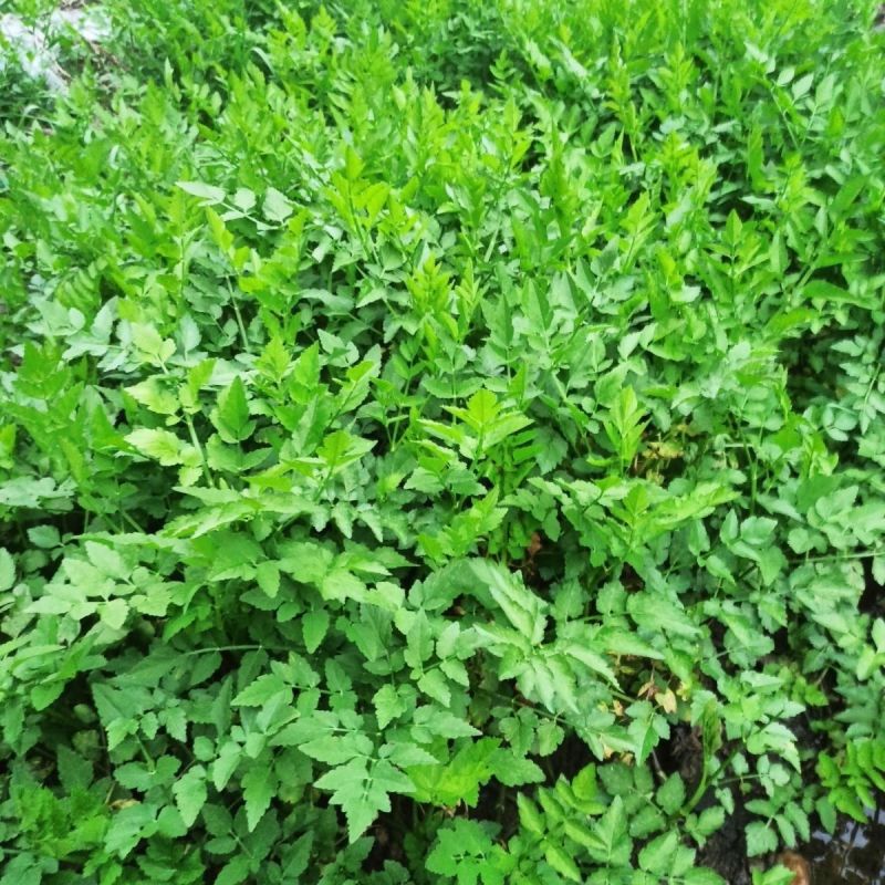 水芹菜种苗新鲜现挖水芹菜苗种子水培旱地蔬菜种植多年生