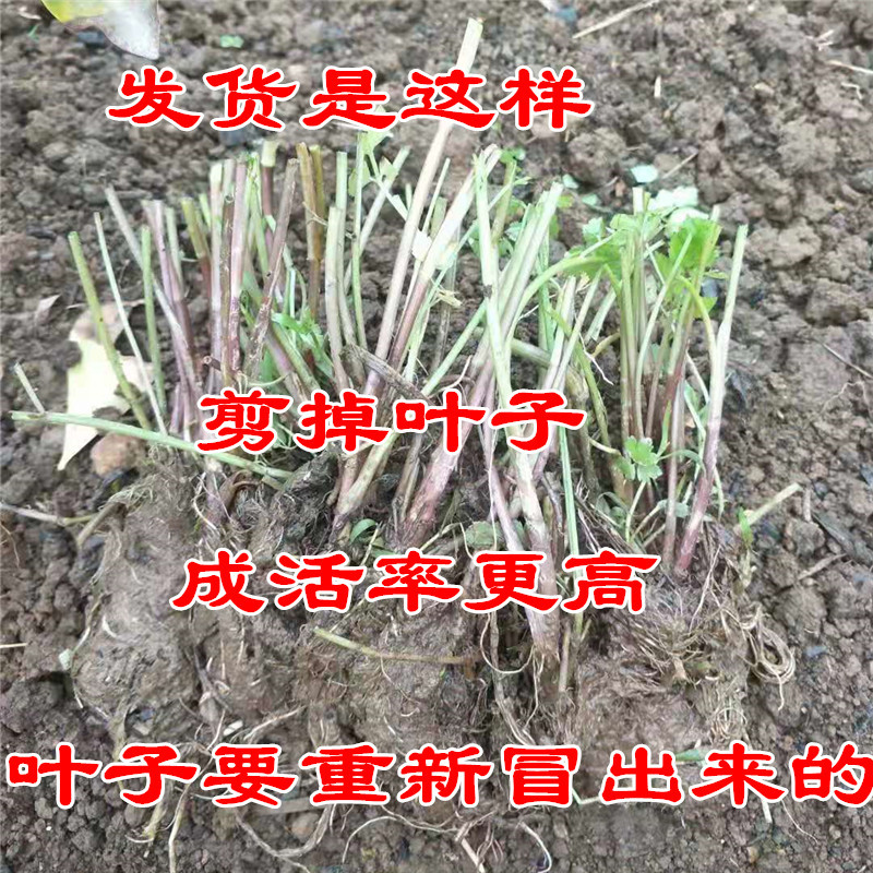 水芹菜种苗新鲜现挖水芹菜苗种子水培旱地蔬菜种植多年生