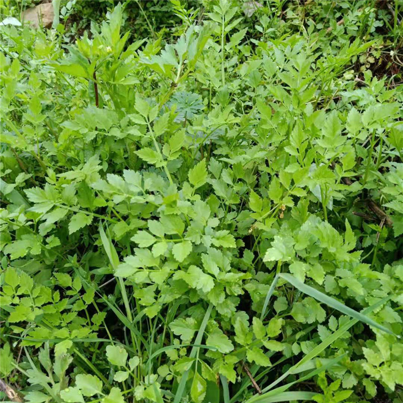 水芹菜种苗新鲜现挖水芹菜苗种子水培旱地蔬菜种植多年生