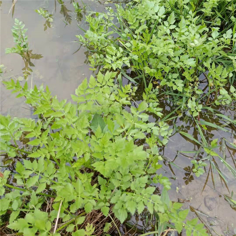 水芹菜种苗新鲜现挖水芹菜苗种子水培旱地蔬菜种植多年生