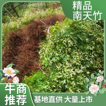 重庆巴南南天竹基地直发800万货源，质量优美，价格实惠。