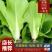 小白菜/毛白菜/大量供应/产地直发，价格优惠，欢迎采购