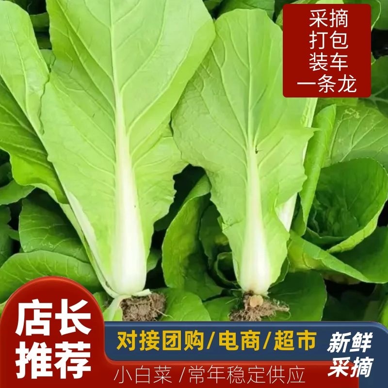 小白菜/毛白菜/大量供应/产地直发，价格优惠，欢迎采购