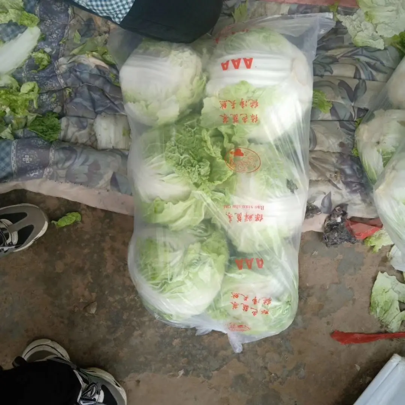 精品大白菜，大量有货，品质保证量大从优