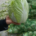 精品大白菜，大量有货，品质保证量大从优