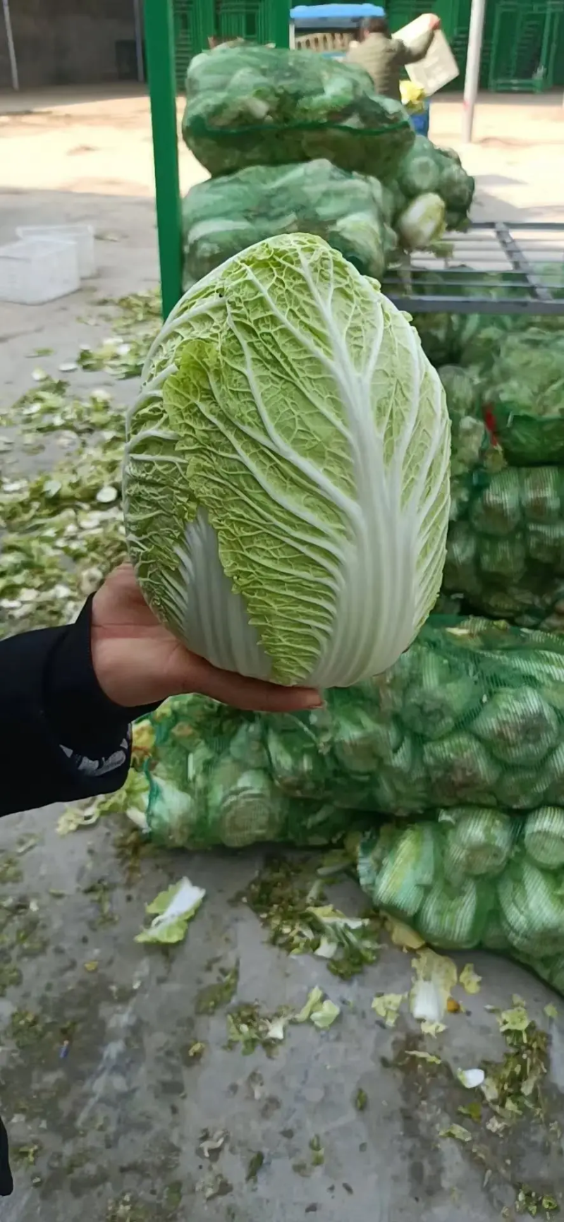 精品大白菜，大量有货，品质保证量大从优