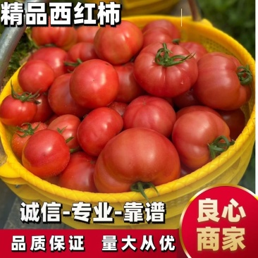 【甄选】普罗旺斯西红柿基地直发承接电商超市档口价格低