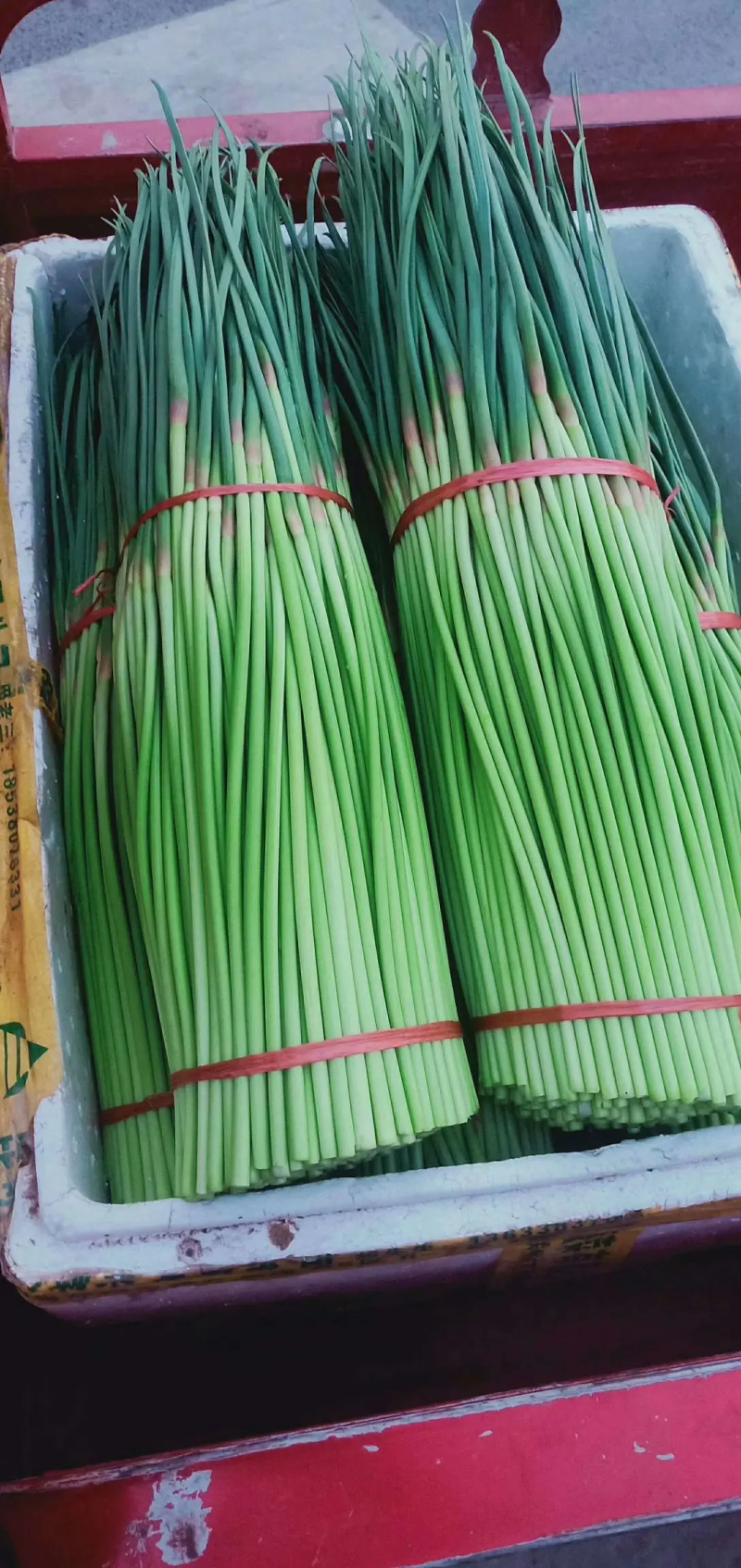 【产地直供】精品红帽蒜苔，大量有货，品质保证量大从优