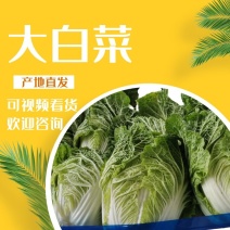 【产地直供】精品大白菜，大量有货，品质保证量大从优