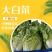 精品大白菜，大量有货，品质保证量大从优