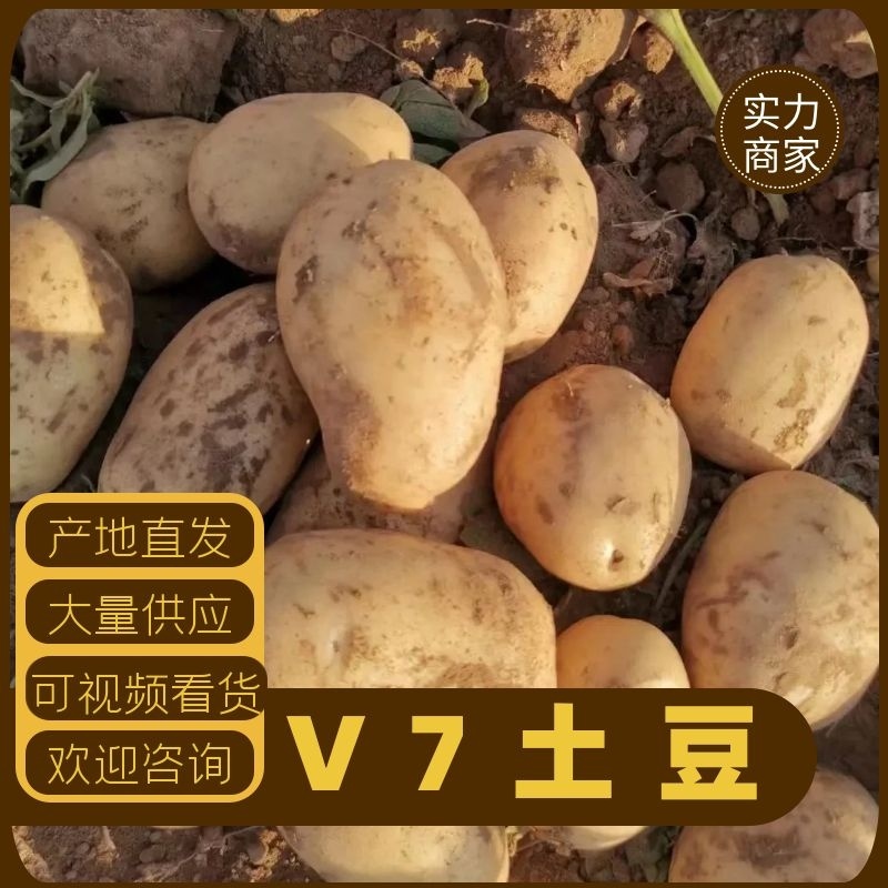 精品V7沃土西森土豆大量有货品质保证量大从优