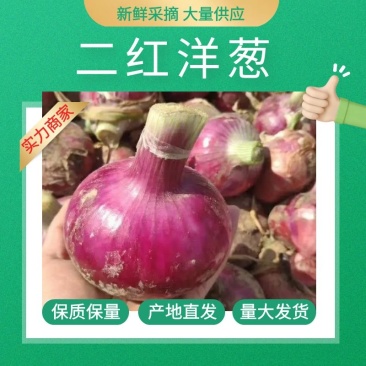 【产地直供】精品二红洋葱，大量有货，品质保证量大从优