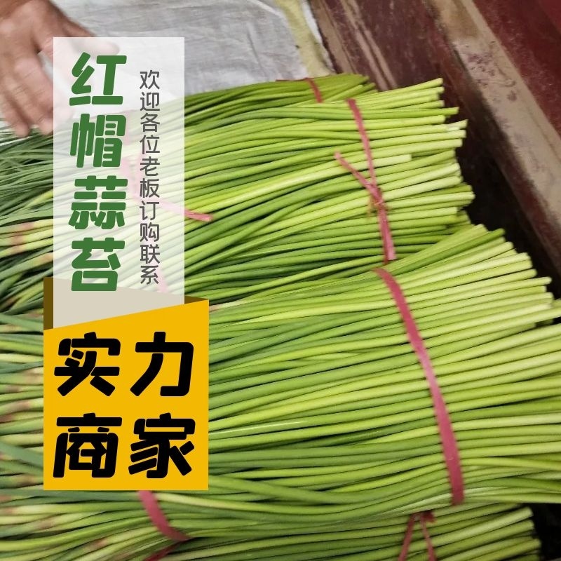 【产地直供】精品红帽蒜苔，大量有货，品质保证量大从优