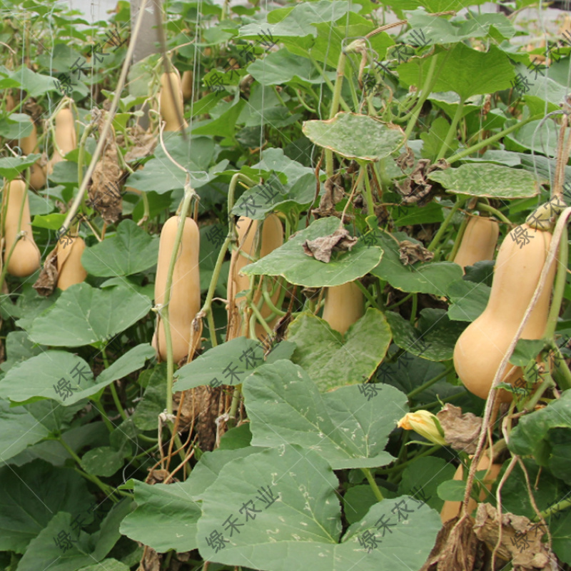 奶油南瓜种子早熟芽率高阿根廷小南瓜粉糯香甜基地种